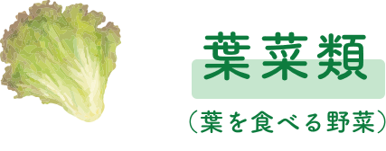 葉菜類（葉を食べる野菜）