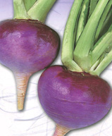 木曽紫かぶの写真