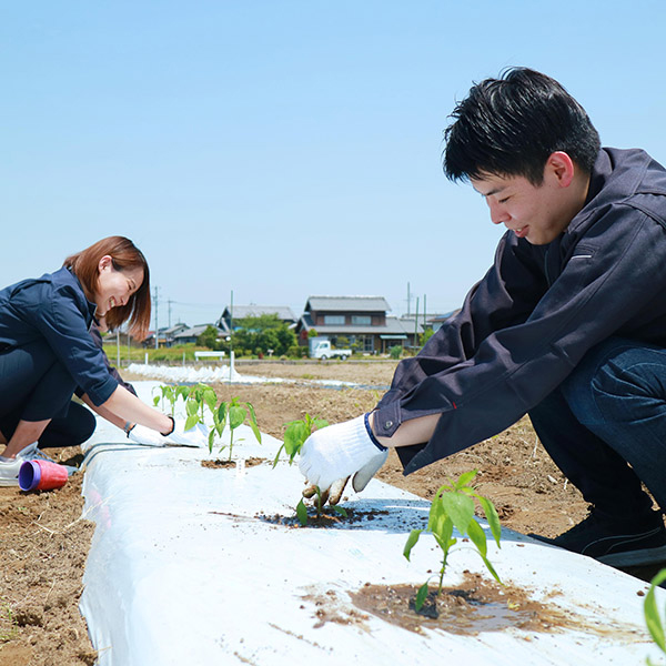 固定種 在来種に強い 野菜の種専門通販 アサヒのぐるたね