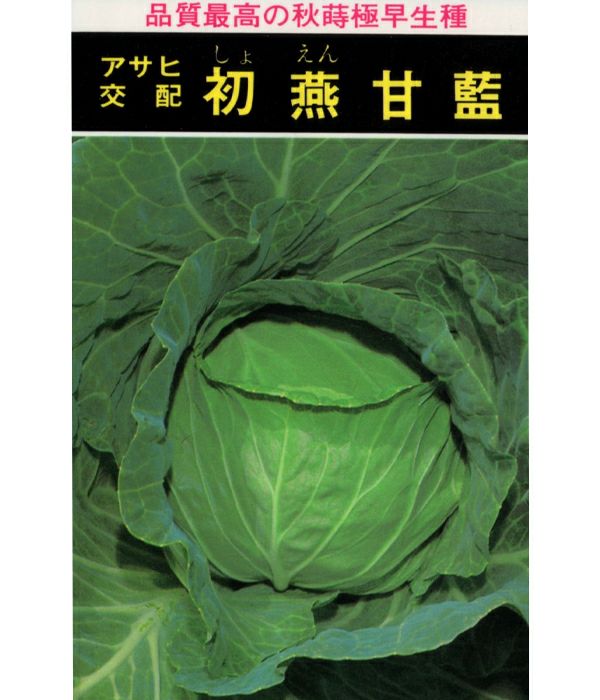 アサヒ交配 初燕甘藍（キャベツの種）|固定種 在来種に強い 野菜のタネ