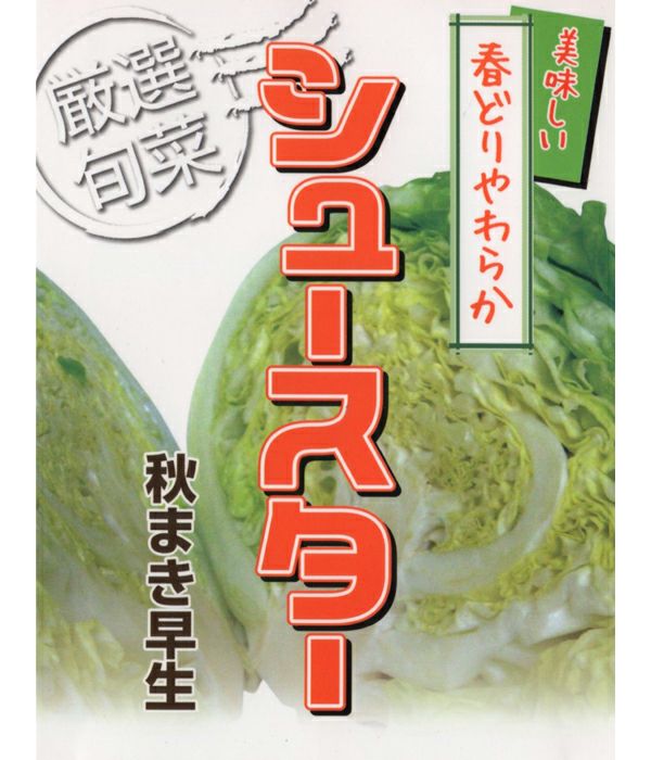 アサヒ交配 シュースター（キャベツの種）|固定種 在来種に強い 野菜の