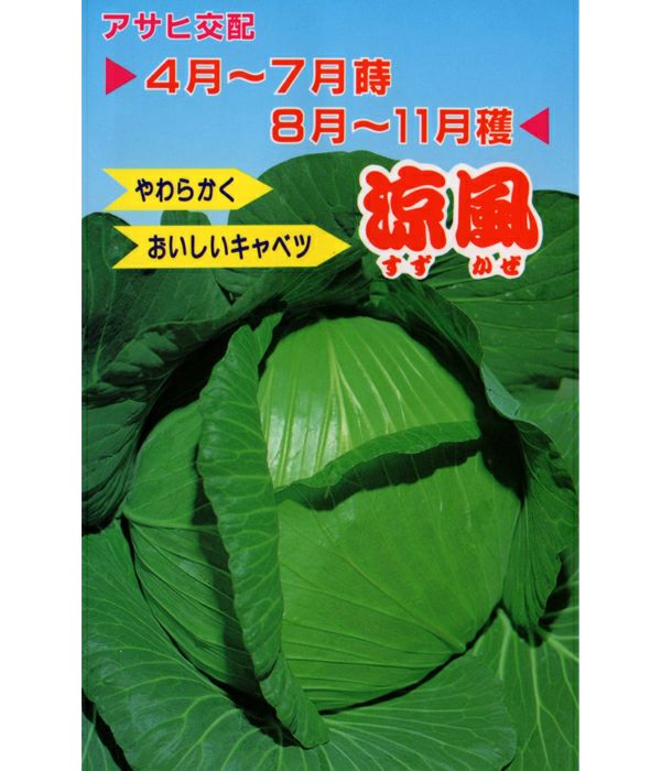 アサヒ交配 涼風（キャベツの種）|固定種 在来種に強い 野菜のタネ専門