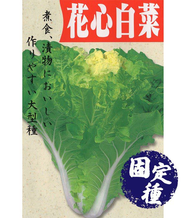 花心白菜（ハクサイの種）【固定種】|固定種 在来種に強い 野菜のタネ