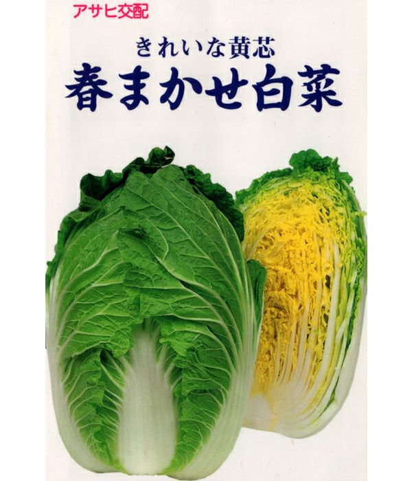 アサヒ交配 春まかせ白菜（ハクサイの種）|固定種 在来種に強い 野菜の
