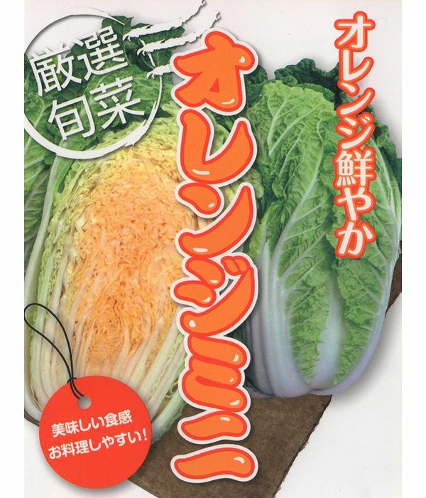 アサヒ交配 オレンジミニ白菜（白菜の種）|固定種 在来種に強い 野菜の