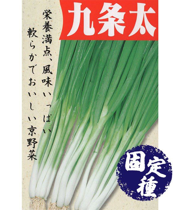 ぐれたく　ネギ種子10袋 九条太（ネギの種）【固定種】|固定種 在来種に強い 野菜のタネ専門