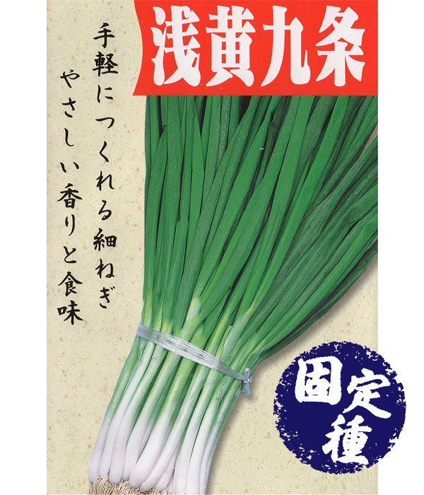 浅黄九条（ネギの種）【固定種】|固定種 在来種に強い 野菜のタネ専門