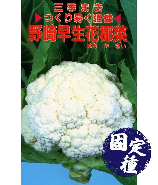 丸疣カリフラワー　実生接 野崎早生花椰菜（カリフラワーの種）|固定種 在来種に強い 野菜のタネ