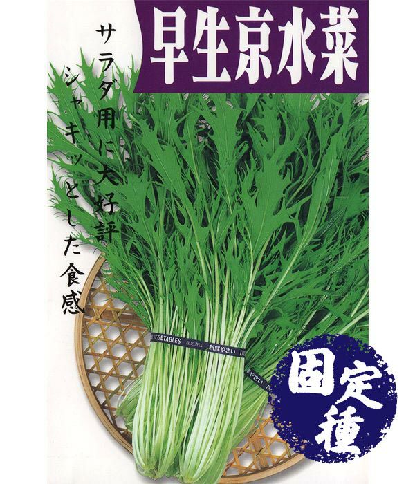 晩生千筋京水菜(ミズナの種）【固定種】|固定種 在来種に強い 野菜の