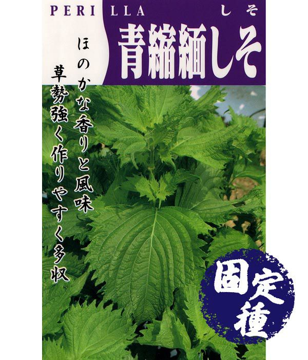 ハーブ スイートバジルの種|固定種 在来種に強い 野菜のタネ専門通販