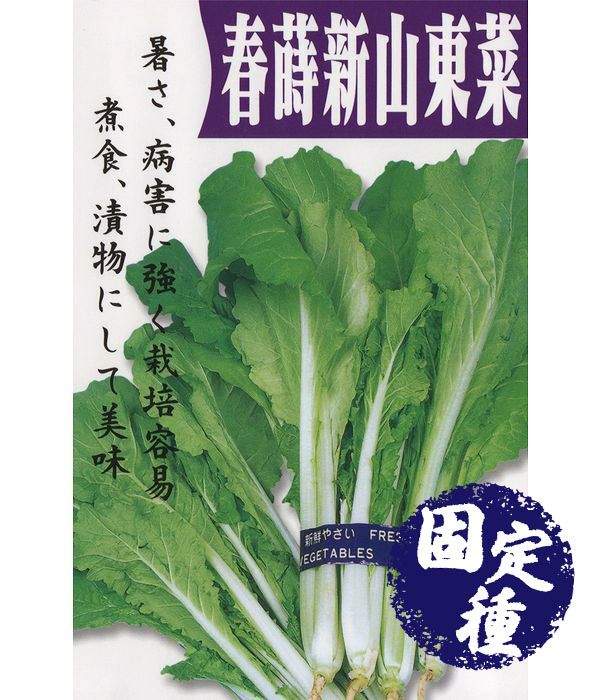 春蒔新山東菜（葉菜類の種）【固定種】|固定種 在来種に強い 野菜の
