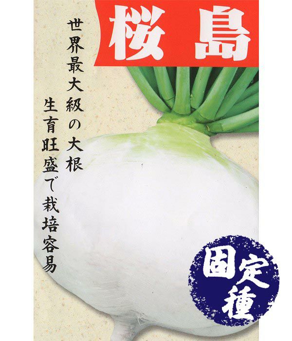 桜島大根（だいこんの種）【固定種】|固定種 在来種に強い 野菜のタネ