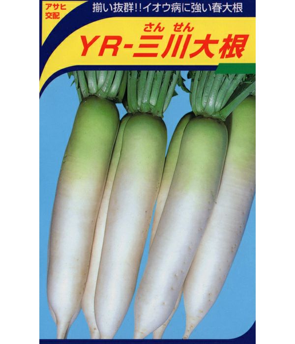 アサヒ交配 YR三川大根（だいこんの種）|固定種 在来種に強い 野菜の