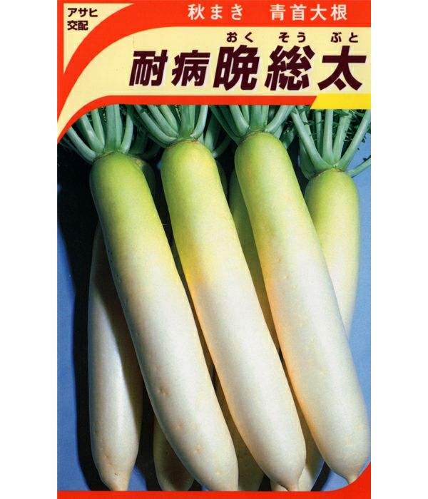 だいこんさん アサヒ交配 耐病晩総太大根（だいこんの種）|固定種 在来種に強い 野菜