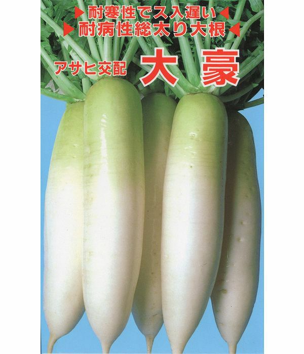 アサヒ交配 大豪大根（だいこんの種）|固定種 在来種に強い 野菜のタネ