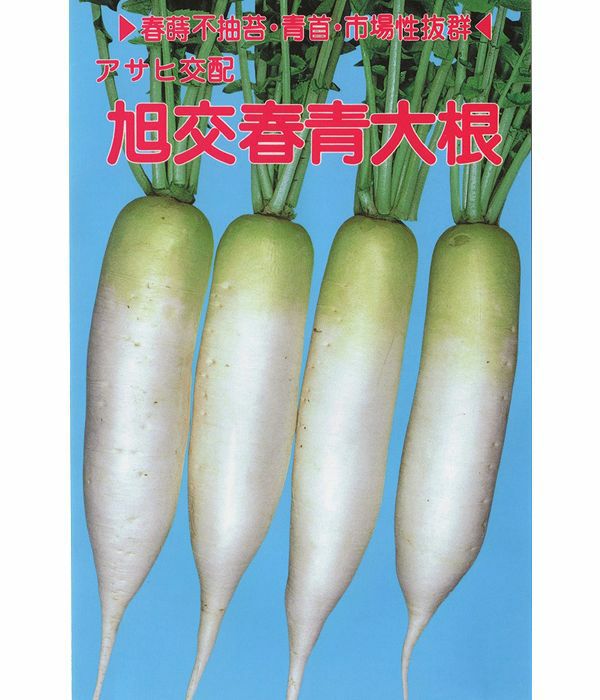アサヒ交配 旭交春青大根（だいこんの種）|固定種 在来種に強い 野菜の
