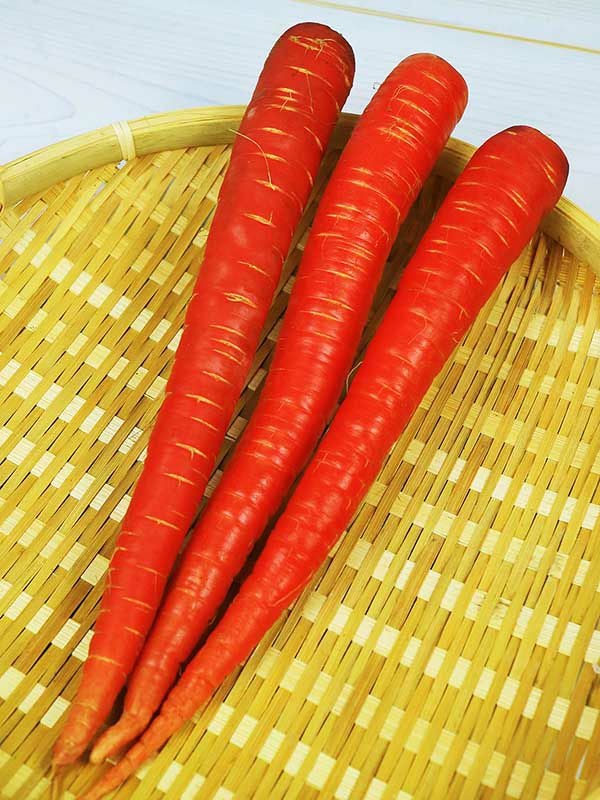 本紅金時人参（にんじんの種）【固定種】|固定種 在来種に強い 野菜の
