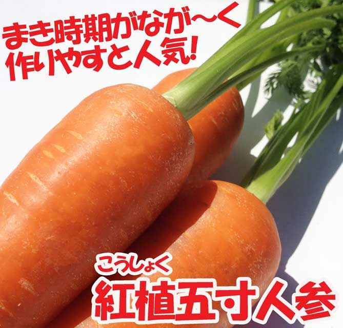 アサヒ交配 紅植五寸2号人参（にんじんの種）|固定種 在来種に強い