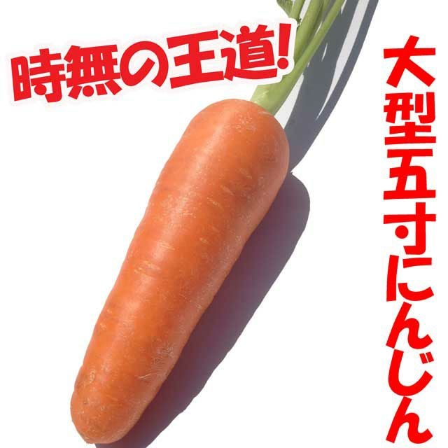 アサヒ育成 旭光大型新五寸人参（にんじんの種）|固定種 在来種に強い