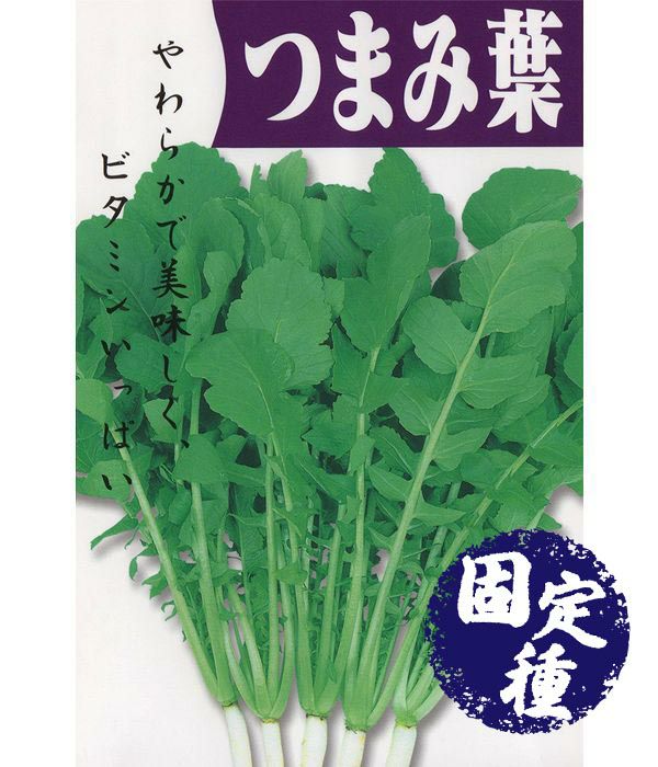つまみ葉（抜菜用青茎大根）（葉大根の種）【固定種】|固定種 在来種に