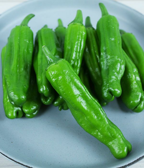 早生ししとう（ししとうの種）【固定種】|固定種 在来種に強い 野菜の