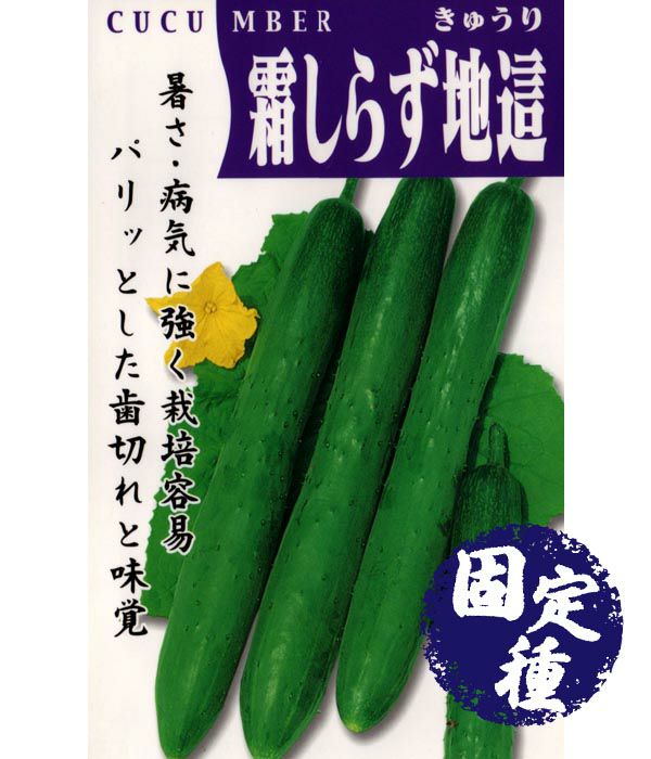 霜しらず地這胡瓜（キュウリの種）【固定種】|固定種 在来種に強い