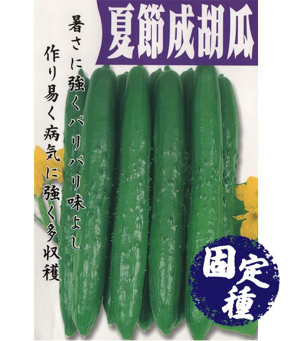 キュウリ|固定種 在来種に強い 野菜のタネ専門通販サイト|アサヒのぐるたね