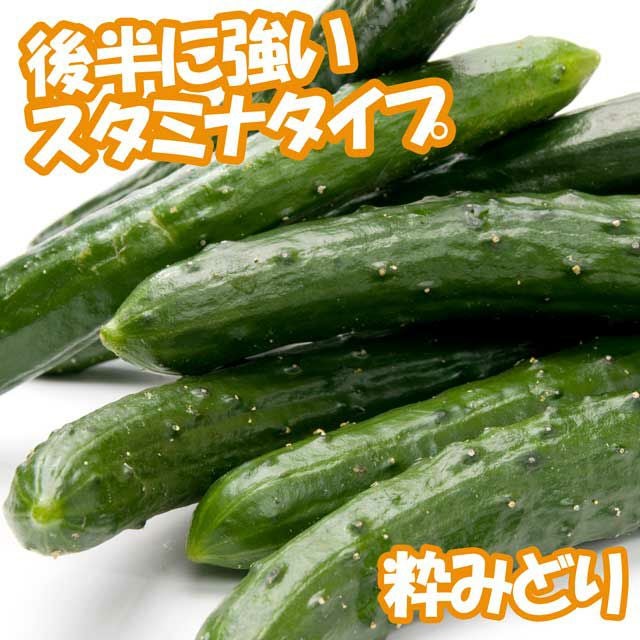 アサヒ交配 粋みどり胡瓜（キュウリの種）|固定種 在来種に強い 野菜の