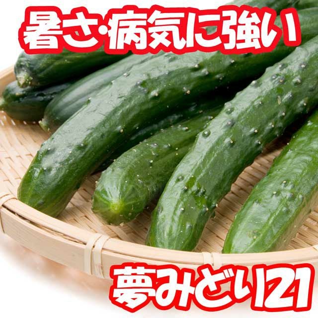きゅうり アサヒ交配 夢みどり21胡瓜（キュウリの種）|固定種 在来種に強い