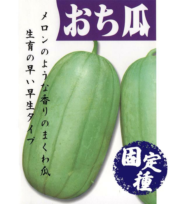おちうり（金瓜・まくわの種）【固定種】|固定種 在来種に強い 野菜の