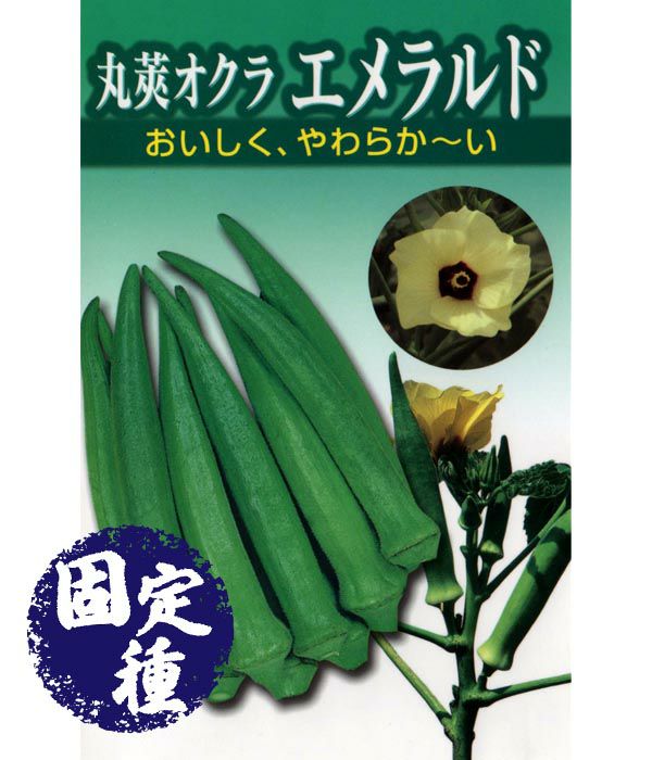 丸莢オクラ　エメラルド（オクラの種）【固定種】