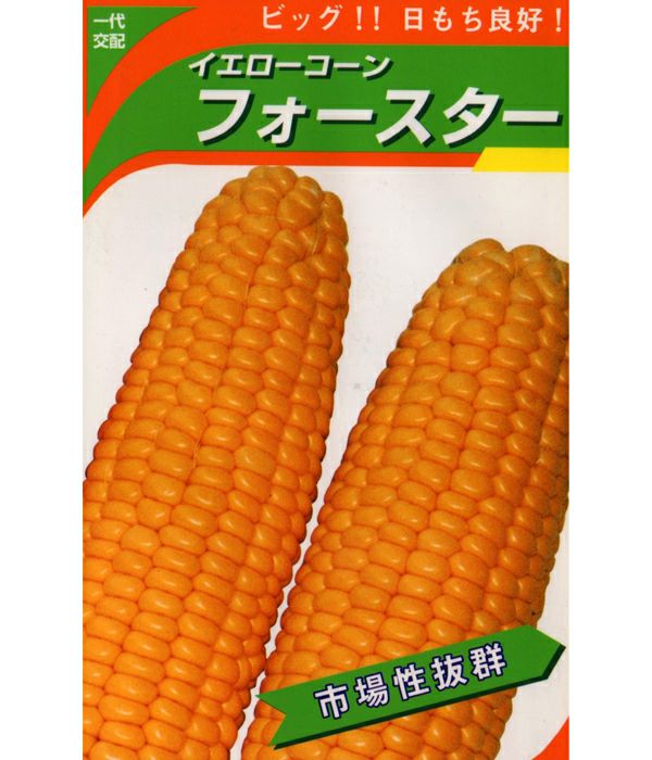 一代交配 フォースターとうもろこし（トウモロコシの種）|固定種 在来
