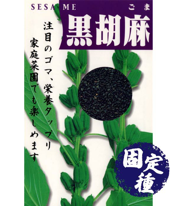黒胡麻（ごまの種）【固定種】|固定種 在来種に強い 野菜のタネ専門