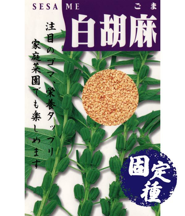 白胡麻（ごまの種）【固定種】|固定種 在来種に強い 野菜のタネ専門