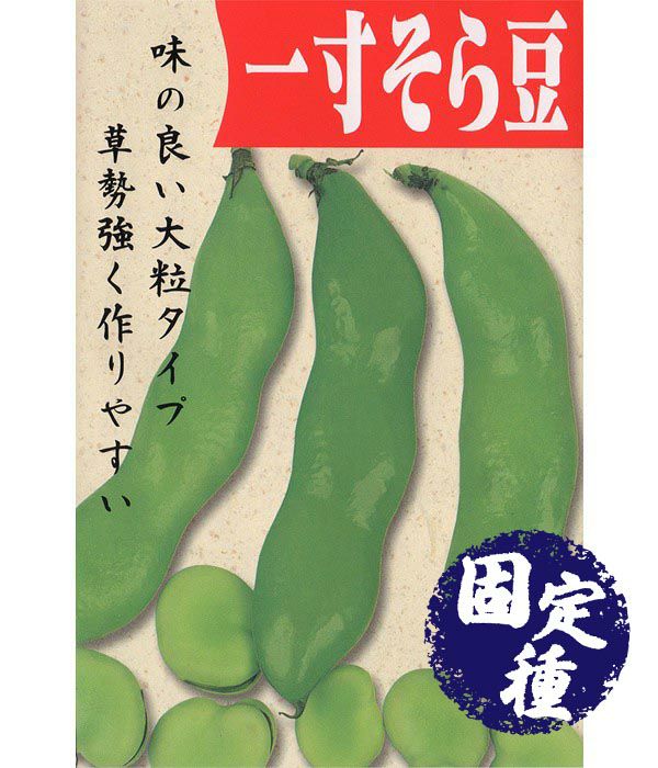 一寸蚕豆【固定種】
