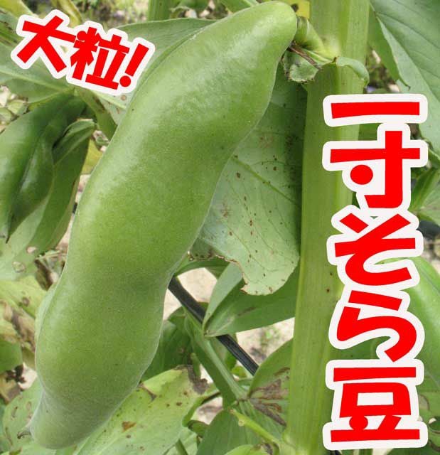 一寸蚕豆（そら豆の種）【固定種】|固定種 在来種に強い 野菜のタネ