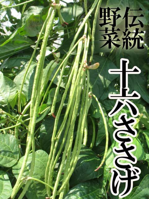 黒種十六ささげ（インゲンの種）【固定種】|固定種 在来種に強い 野菜