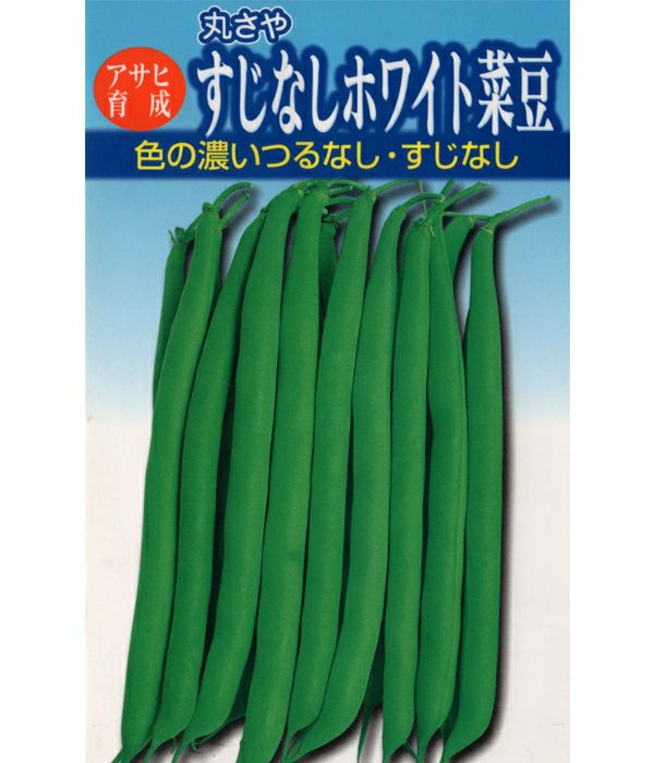 アサヒ育成 すじなしホワイト（インゲンの種）|固定種 在来種に強い