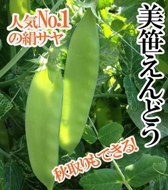 アサヒ育成 美笹エンドウ豆(サヤエンドウの種)|固定種 在来種に強い アサヒ育成 美笹エンドウ豆(サヤエンドウの種)|固定種 在来種に強い