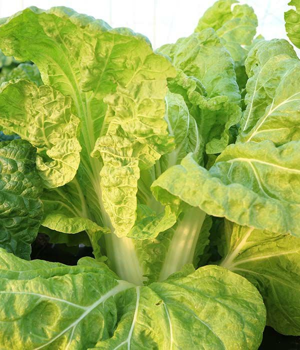 あいちの伝統野菜 野崎白菜2号（ハクサイの種）|固定種 在来種に強い