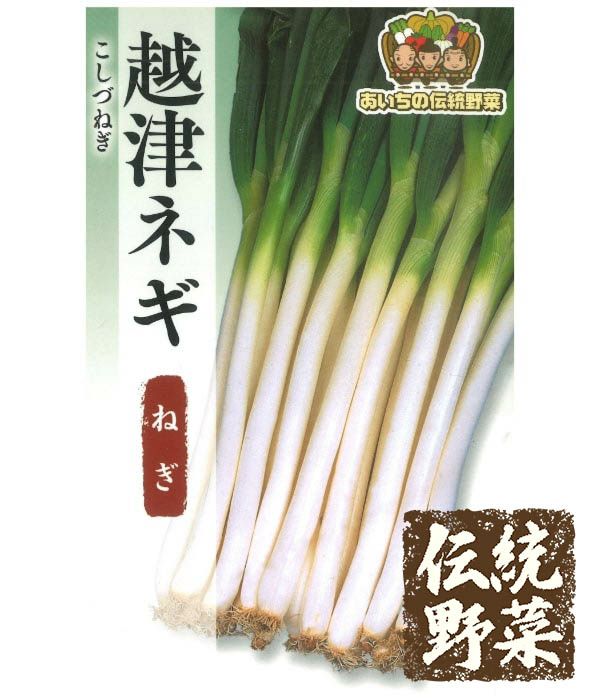 あいちの伝統野菜 越津葱（ネギの種）|固定種 在来種に強い 野菜のタネ
