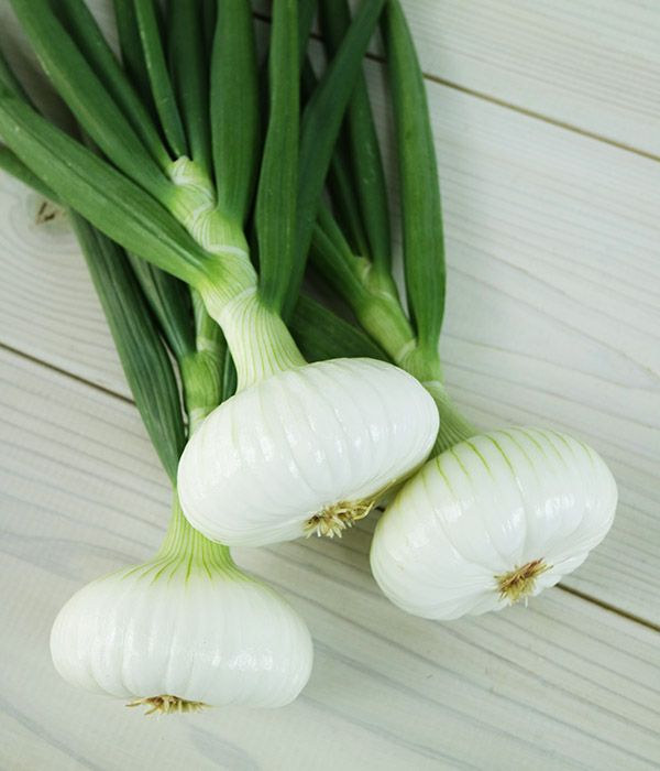 あいちの伝統野菜 愛知早生白玉葱（たまねぎの種）|固定種 在来種に