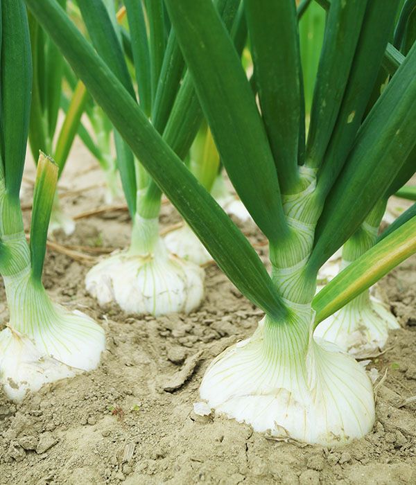 あいちの伝統野菜 愛知早生白玉葱（たまねぎの種）|固定種 在来種に