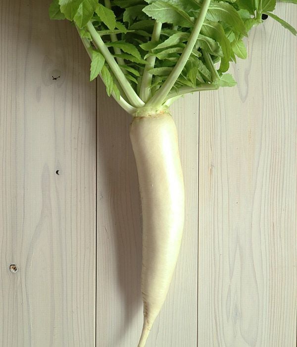 あいちの伝統野菜 方領大根（だいこんの種）|固定種 在来種に強い 野菜