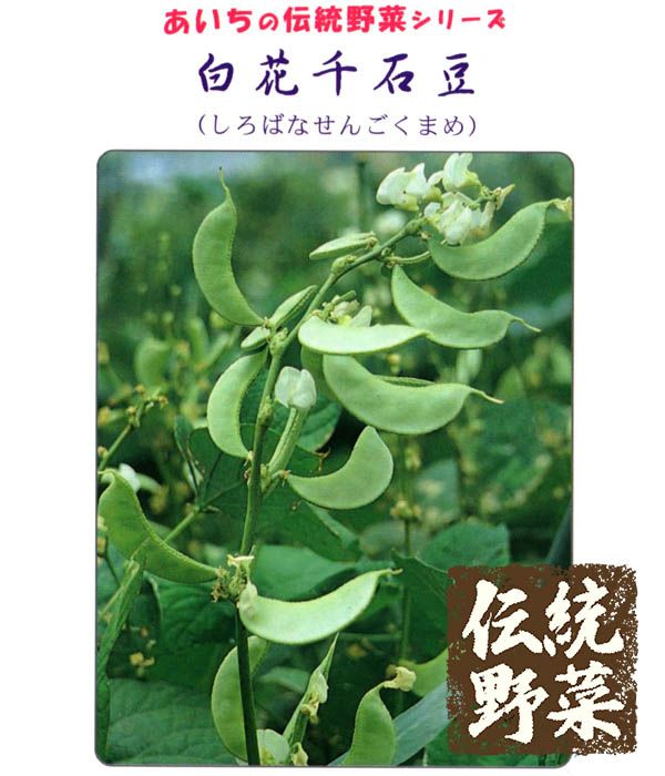 白大刀豆（なた豆の種）【固定種】|固定種 在来種に強い 野菜のタネ