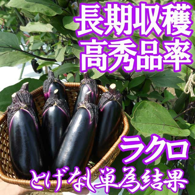 アサヒ交配 トゲなし単為結果ナス ラクロ（茄子の種）|固定種 在来種に