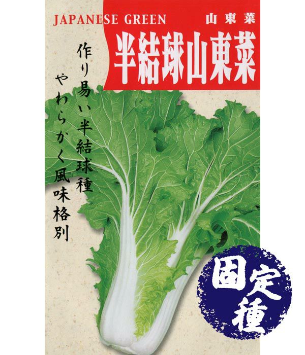 半結球山東白菜(ハクサイの種）【固定種】|固定種 在来種に強い 野菜の