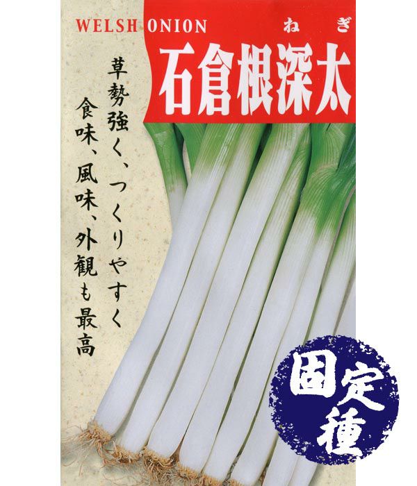 石倉一本葱(ネギの種）【固定種】|固定種 在来種に強い 野菜のタネ専門
