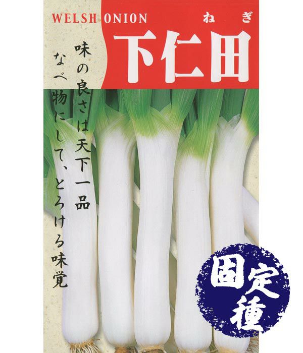 石倉一本葱(ネギの種）【固定種】|固定種 在来種に強い 野菜のタネ専門