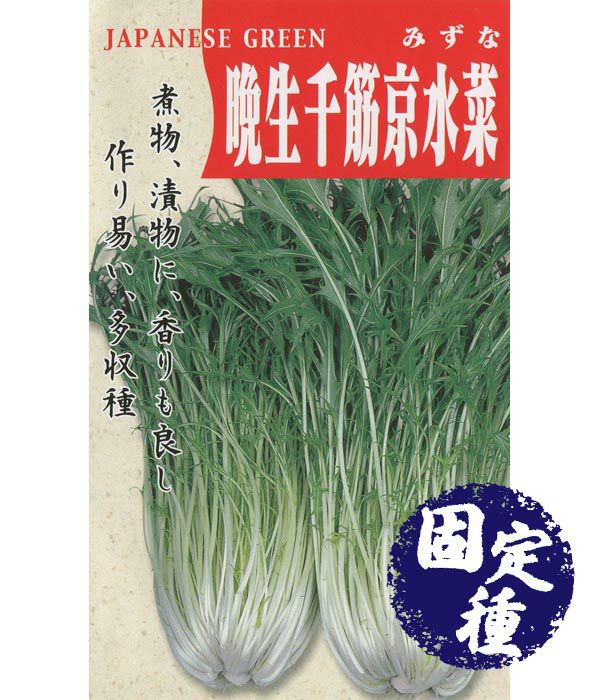 晩生千筋京水菜(ミズナの種）【固定種】|固定種 在来種に強い 野菜の